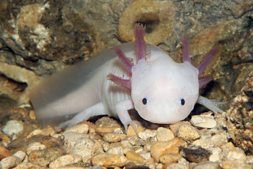 ilustrasi axolotl (flickr.com/Crestie Crazy)