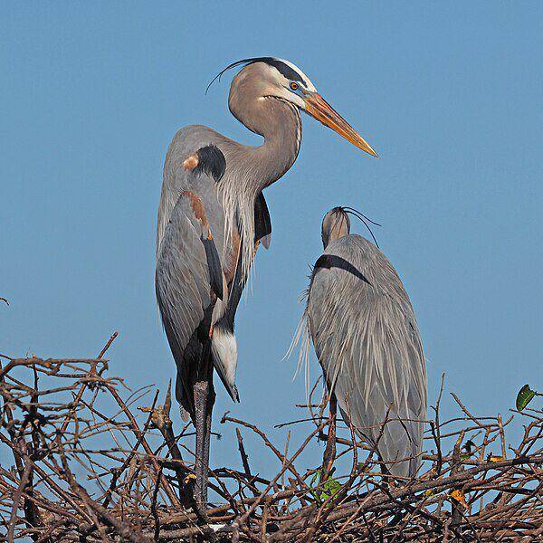 potret pasangan bangau biru besar di sarang mereka (commons.wikimedia.org/Judy Gallagher)