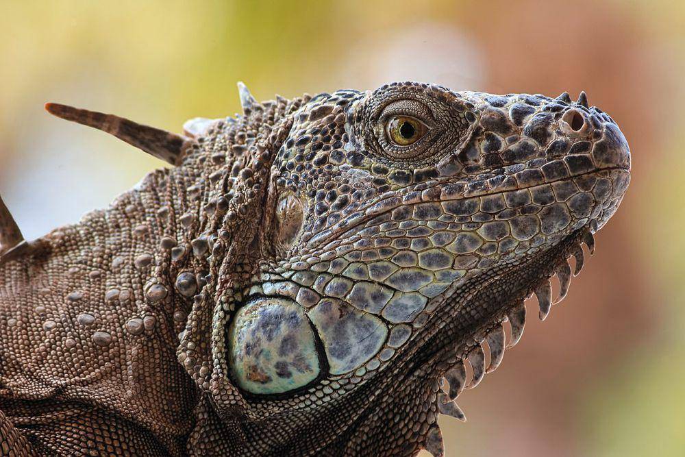 Reptil (commons.wikimedia.org/Carlos Valenzuela)
