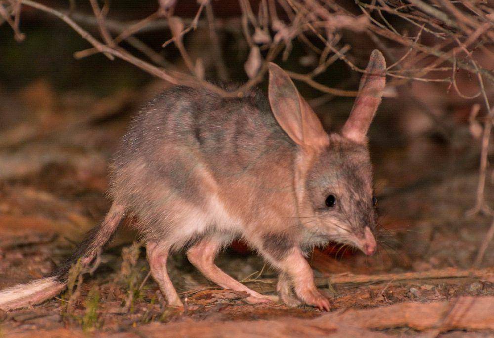 ilustrasi bilby (flickr.com/Jacob Loyacano)