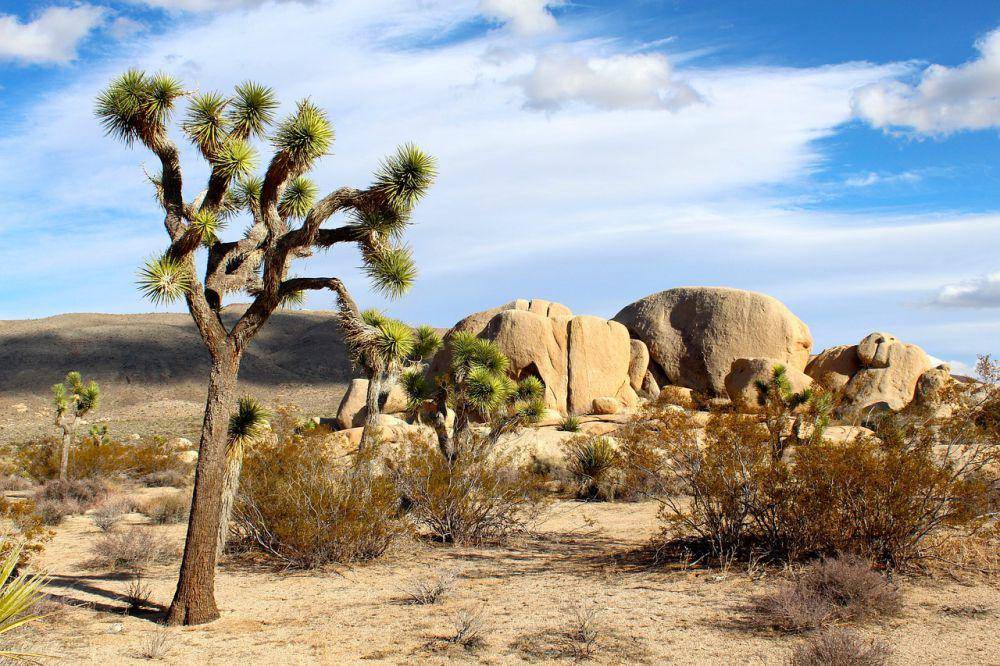Gurun Mojave (pixabay.com/nightowl)