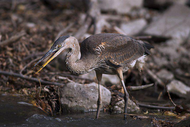 seekor bangau biru besar yang sedang mencari makan di aliran sungai (commons.wikimedia.org/Acarpentier)