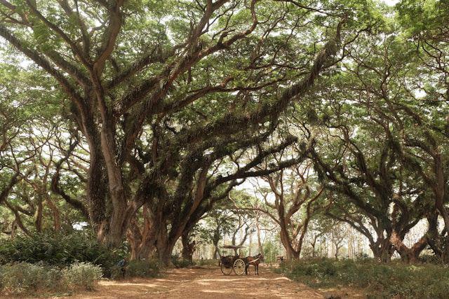 7 Rekomendasi Venue untuk Intimate Wedding di Banyuwangi