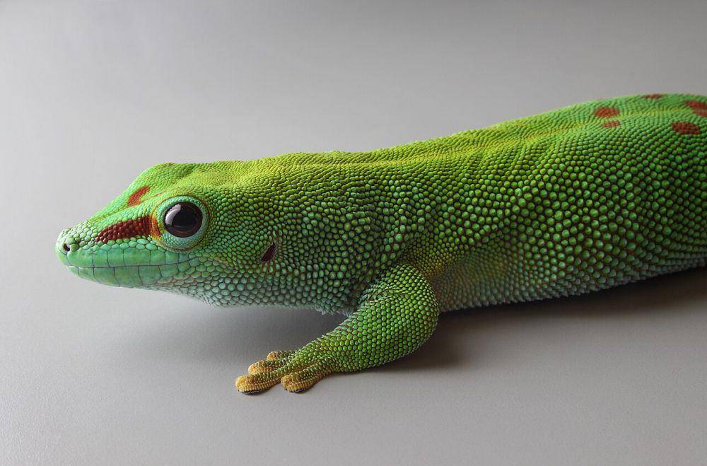 Reptil (commons.wikimedia.org/Holger Krisp)