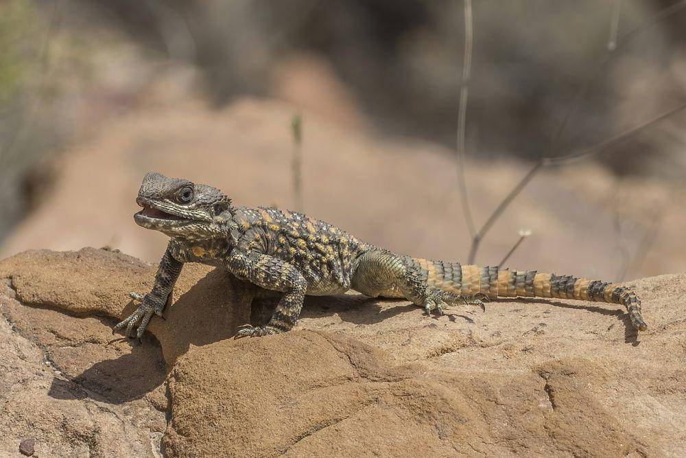 Reptil (commons.wikimedia.org/Charles J. Sharp)