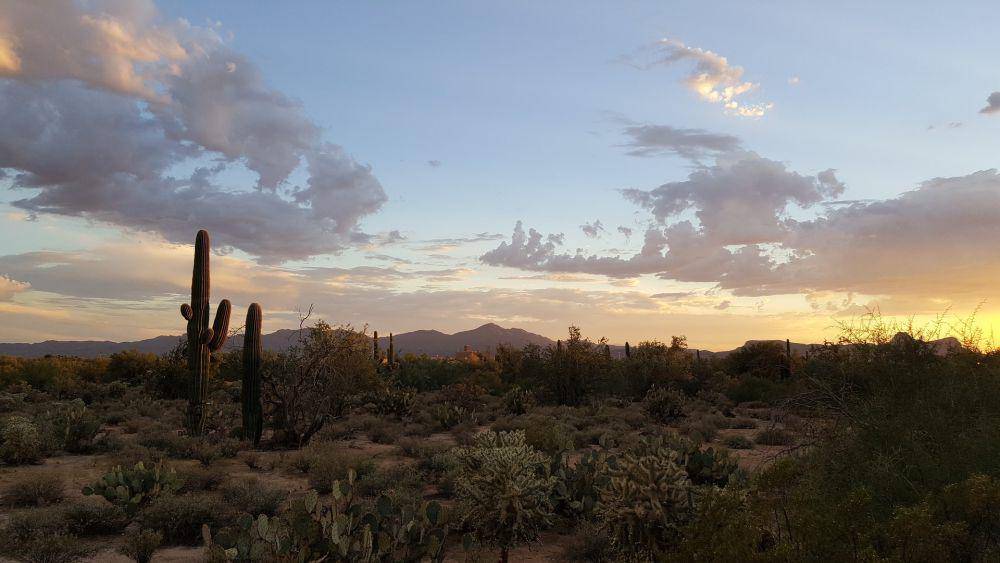Gurun Sonoran (pixabay.com/icondigital)