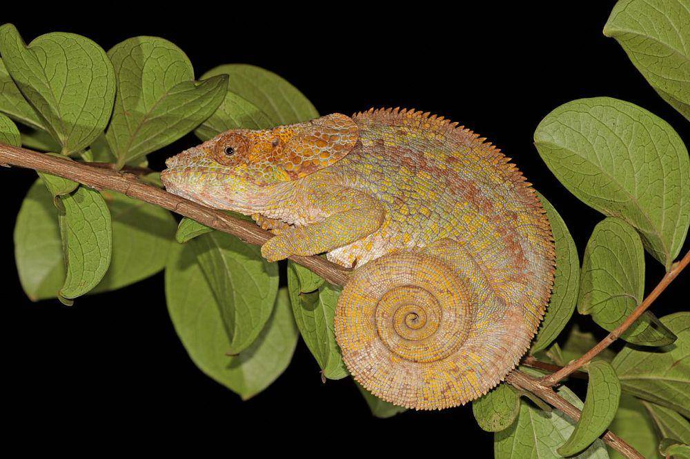 Reptil (commons.wikimedia.org/Charles J. Sharp)