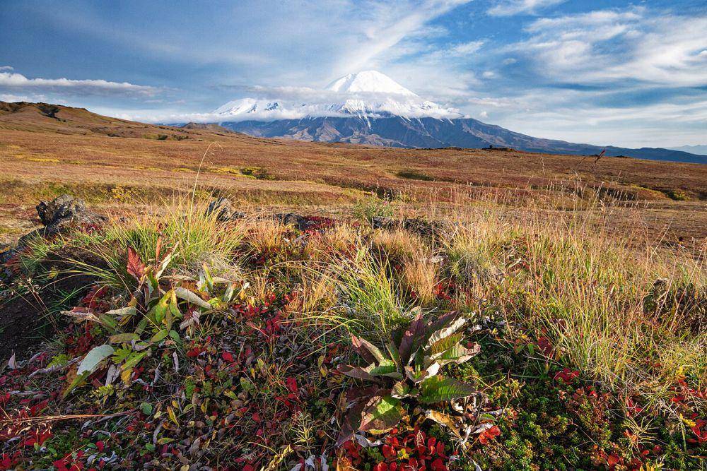 potret tundra pegunungan di Kamchatka (commons.wikimedia.org/Anton Korablev)
