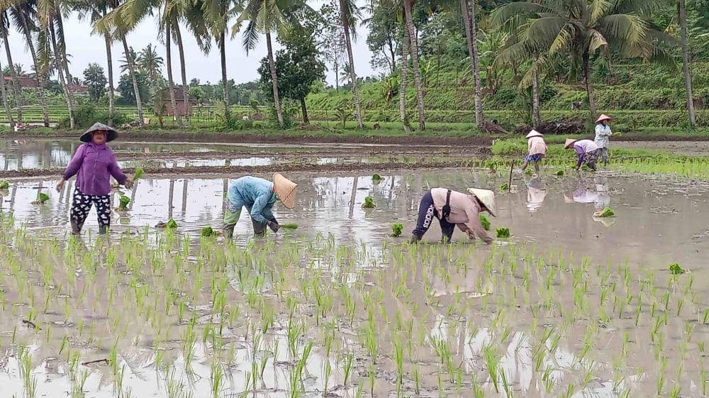 Petani saat menanam padi (IDN Times/Ruhaili)