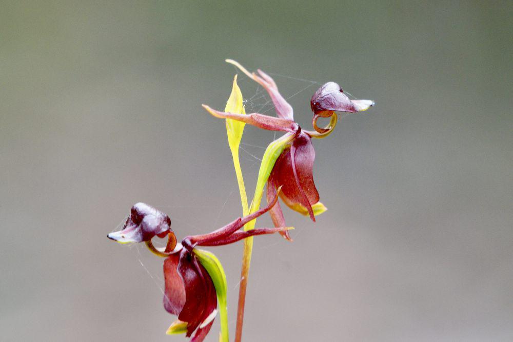 5 Fakta Menarik Flying Duck Orchid, Memiliki Ukuran yang Super Kecil!