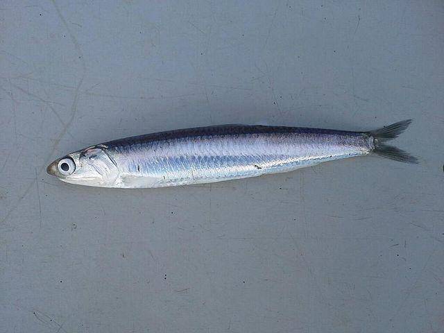 Ilustrasi ikan teri (commons.m.wikimedia.org/Jschop)