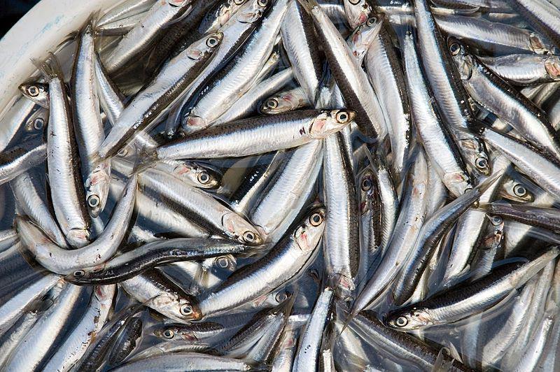 9 Ikan Teri Keluarga Engraulidae Paling Terkenal