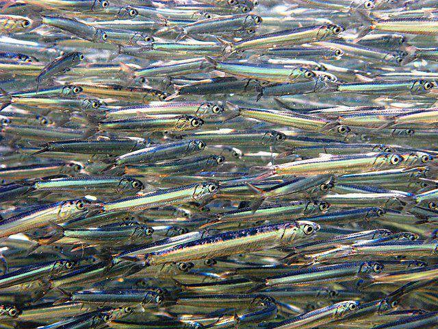 Ilustrasi gerombolan ikan teri (commons.m.wikimedia.org/Etrusko25)