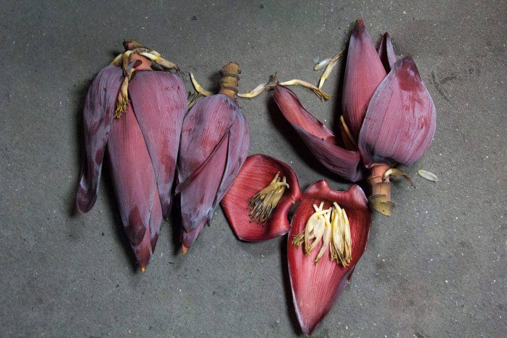 ilustrasi jantung pisang 