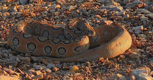4 Spesies Ular Beracun yang Hidup di Sri Lanka, Serangannya Mematikan!