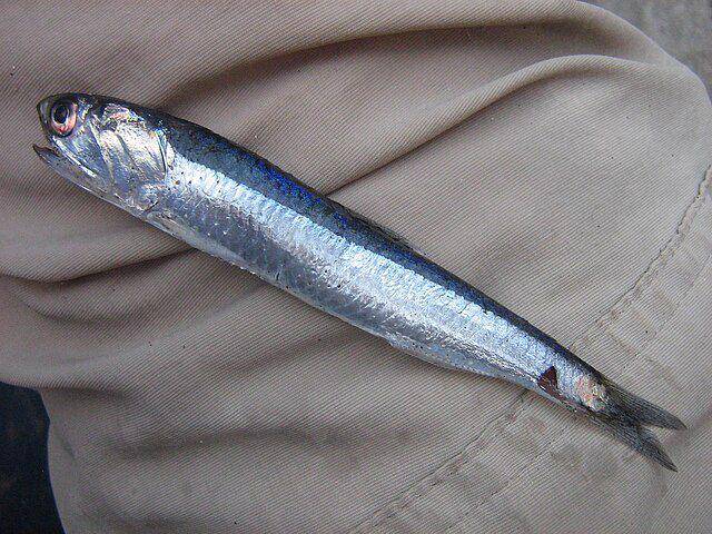 Ilustrasi ikan teri peru (commons.m.wikimedia.org/cstobie)