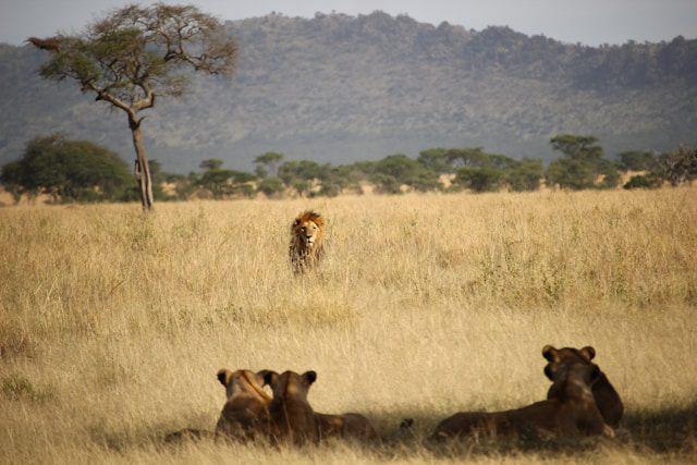 4 Fakta Singa seperti yang Ada di Film The Lion King!
