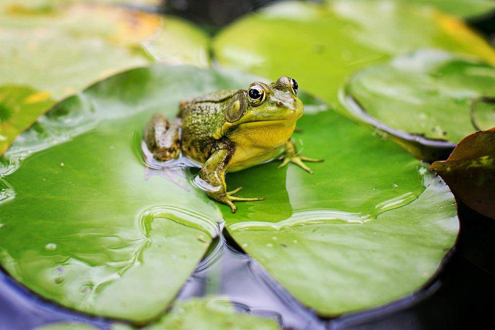 ilustrasi katak (pixabay.com/JillWellington)