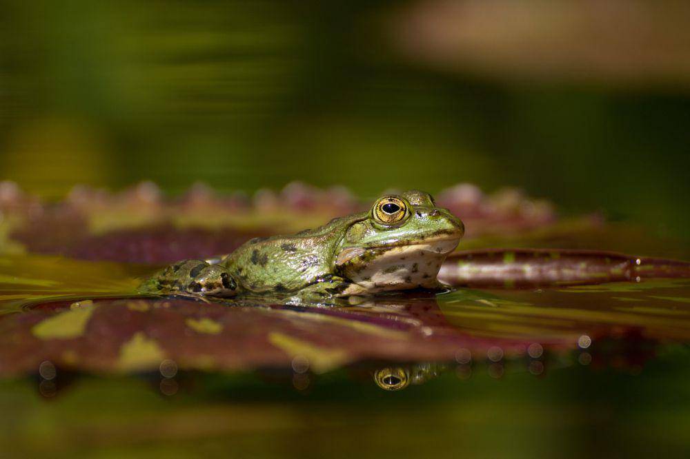 ilustrasi katak (pixabay.com/fotomecky)