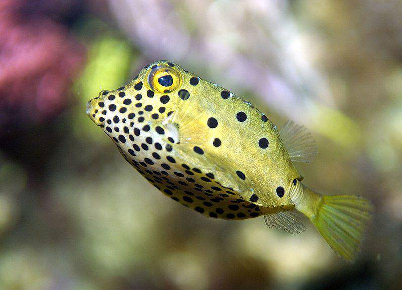 Walau terlihat imut, sebenarnya ikan kotak kuning termasuk ikan predator di habitat mereka. (commons.wikimedia.org/Norbert Potensky)