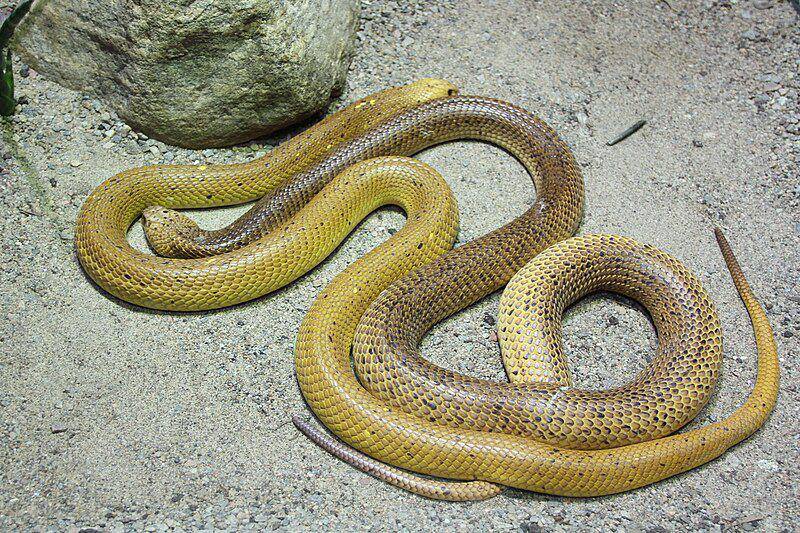 potret pasangan ular kobra kuning (commons.wikimedia.org/Bjoertvedt)