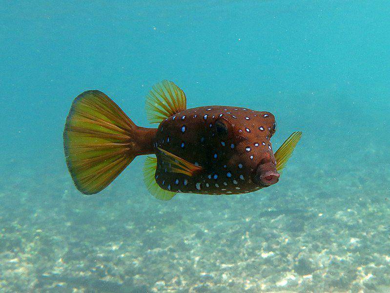 Semakin dewasa usia ikan kotak kuning, warna mereka akan semakin polos atau gelap. (commons.wikimedia.org/Philippe Bourjon)