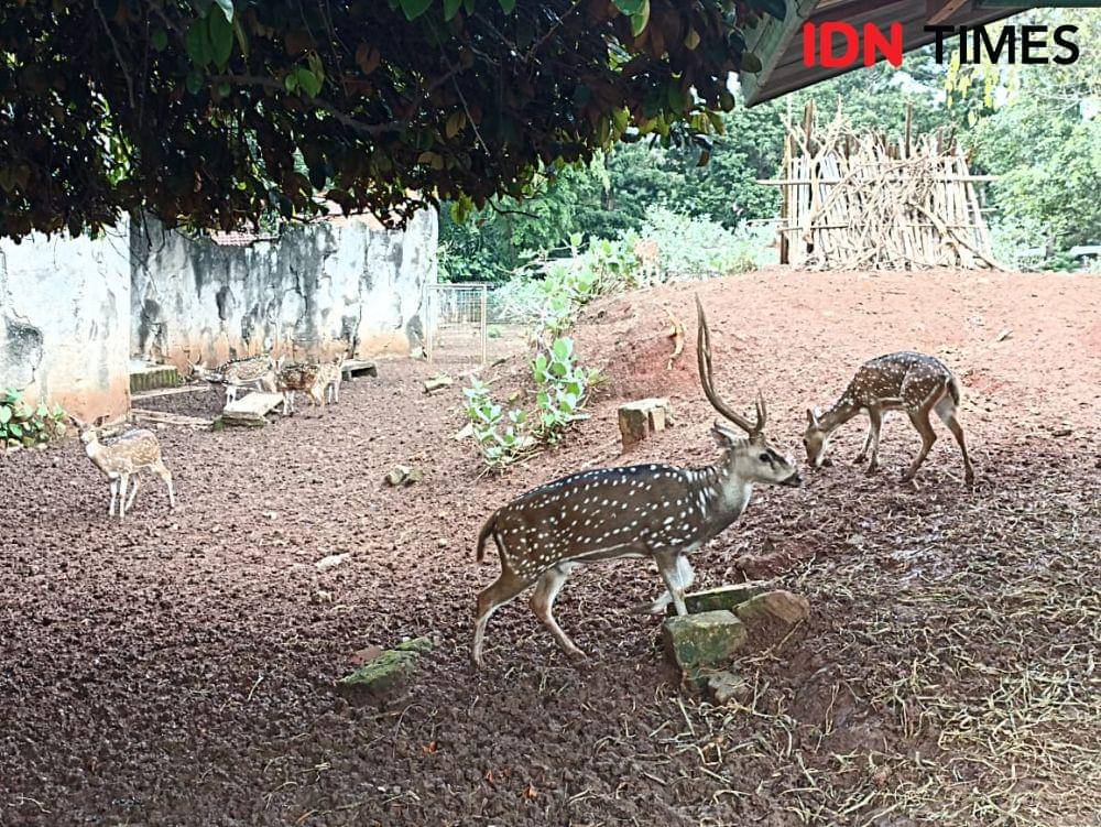 Satwa di Taman Margasatwa Ragunan. Sebanyak 30 ribu orang tercatat mengunjungi Ragunan, Kamis (26/12/2024). (IDN Times/Amir Faisol).
