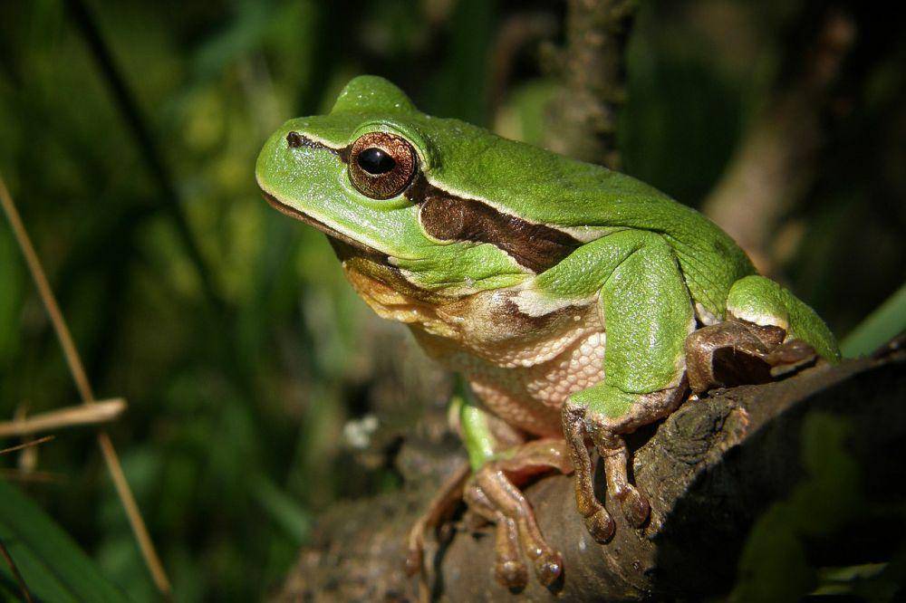 ilustrasi katak (pixabay.com/saguari)