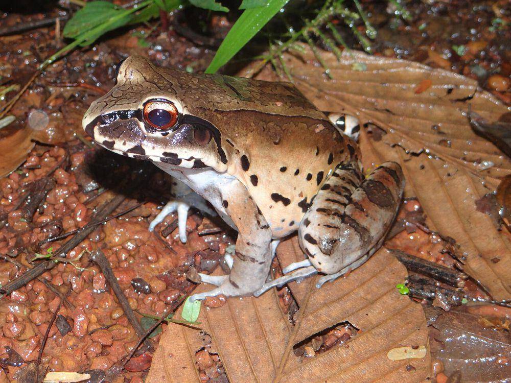 Smoky jungle frog (commons.wikimedia.org/Vincent A. Vos)