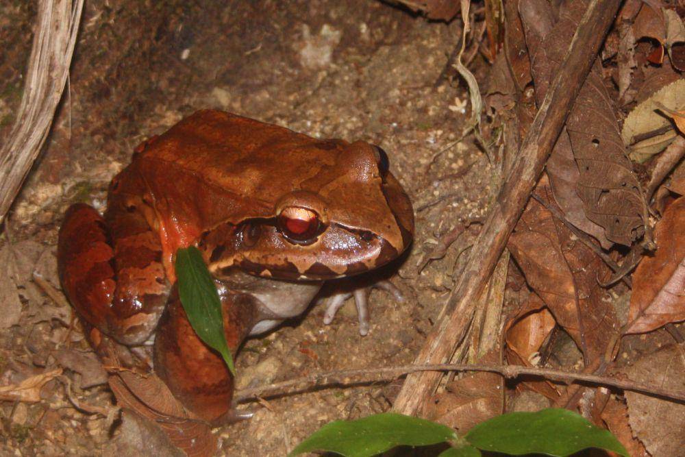 Smoky jungle frog (commons.wikimedia.org/Charles J. Sharp)