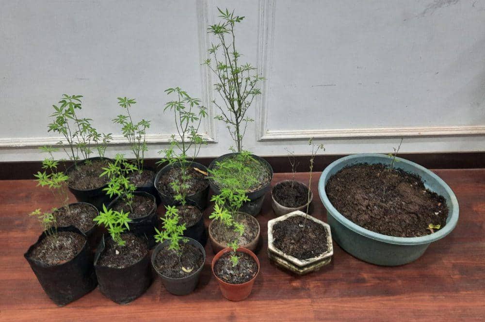 Ganja yang ditanam oleh lansia asal Desa Wonosari berinisial AM. (Dok. Humas Polres Malang)