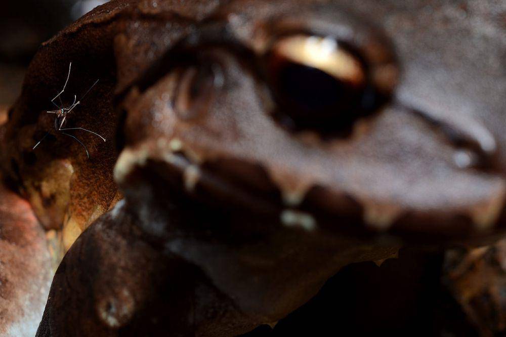 Smoky jungle frog (commons.wikimedia.org/Geoff Gallice)