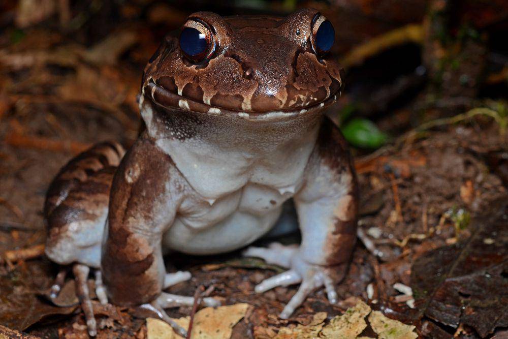Smoky jungle frog (commons.wikimedia.org/Geoff Gallice)