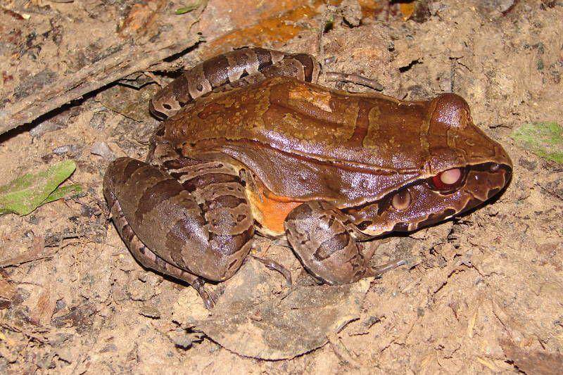 Smoky jungle frog (commons.wikimedia.org/Diego Tirira)