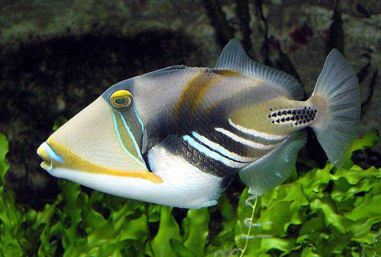 Triggerfish (commons.wikimedia.org/Arpingstone)