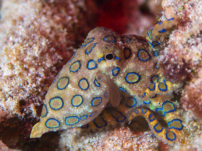 Blue ringed octopus (commons.wikimedia.org/Rickard Zerpe)