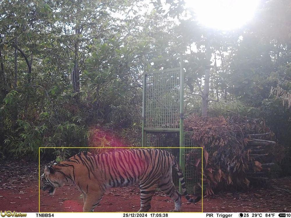 Diduga Harimau Masuk ke Perkebunan di Kota Padangsidimpuan