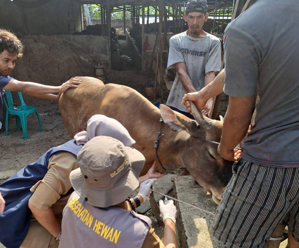 Proses Vaksinasi hewan ternak di Palembang (Dok: drh Jafrizal)