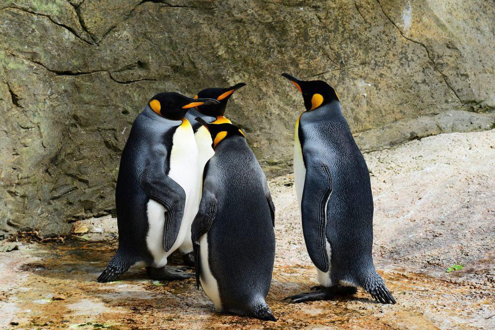 Penguin di Australia Bisa Cerai Jika Tak Puas dengan Jumlah Keturunan