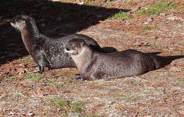 North american river otter (commons.wikimedia.org/TimVickers)
