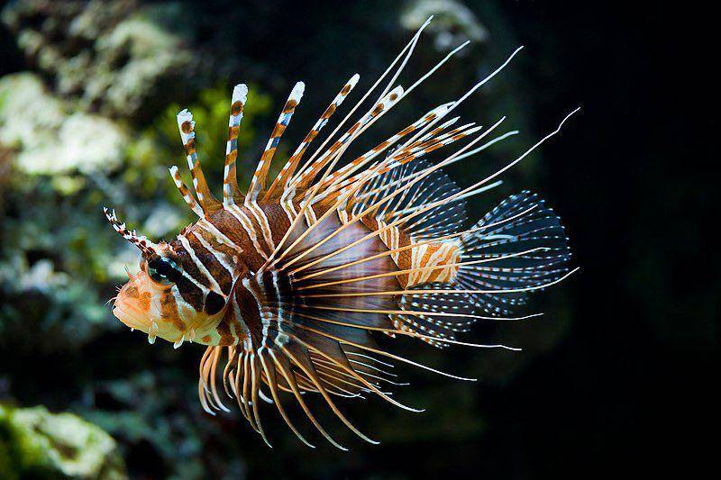 Lionfish (commons.wikimedia.org/Christian Mehlfuhrer)