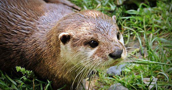 5 Fakta North American River Otter, Berkomunikasi Melalui Aroma!