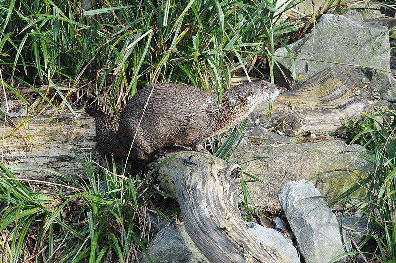 North american river otter (commons.wikimedia.org/Philip Halling)