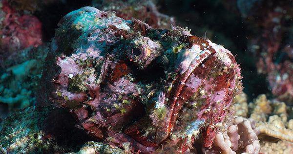 4 Hewan Berbahaya yang Hidup di Bawah Laut Maladewa, Jangan Lengah!