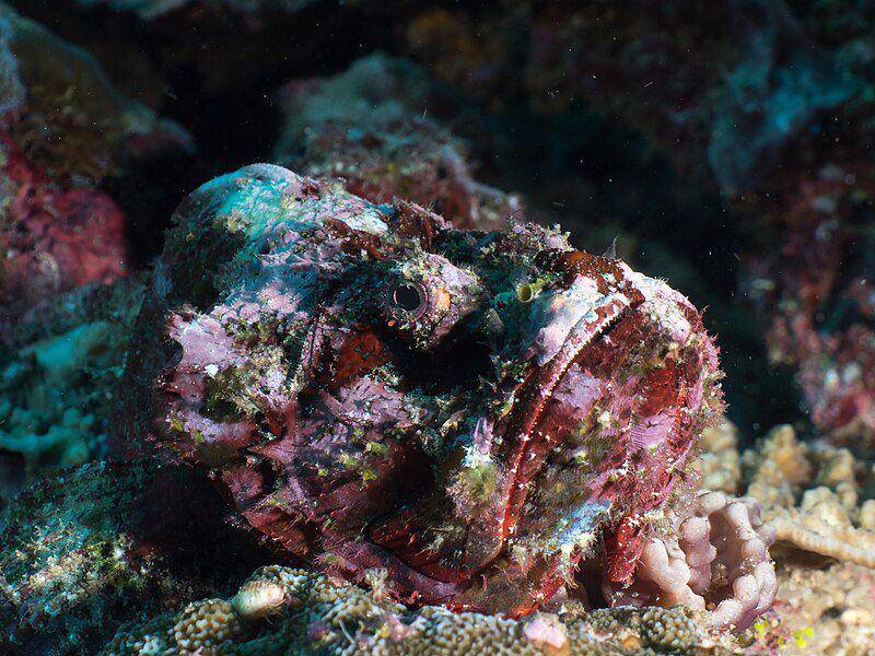 Stonefish (commons.wikimedia.org/Rickard Zerpe)