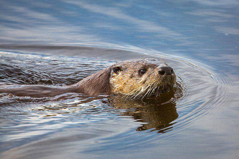 North american river otter (commons.wikimedia.org/Neal Herbert)
