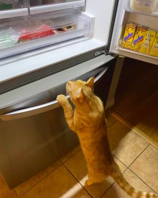 potret lucu kucing berdiri di depan kulkas (reddit.com/NecessaryFlamingo620)