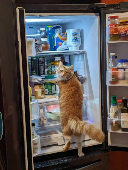 potret lucu kucing berdiri di depan kulkas (reddit.com/liquidhonesty)