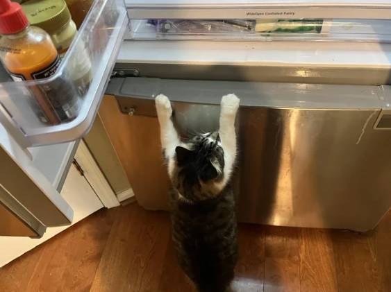 potret lucu kucing berdiri di depan kulkas (reddit.com/McNasty420)