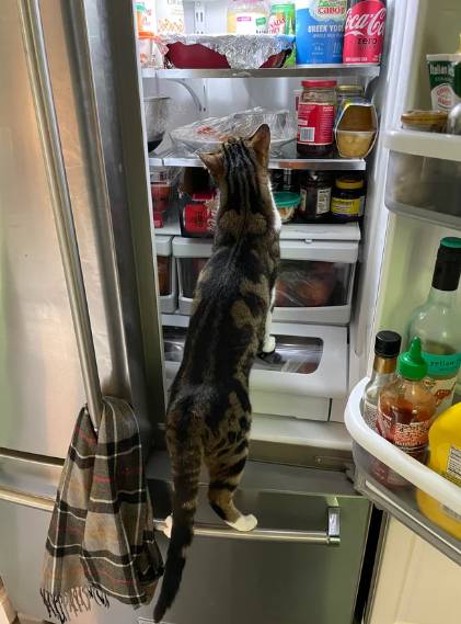 potret lucu kucing berdiri di depan kulkas (reddit.com/bolin22)